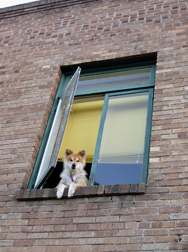 Dog in Window